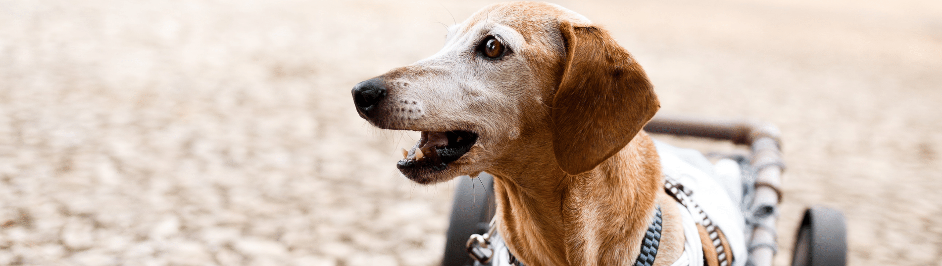 dachshund in a wheel cart