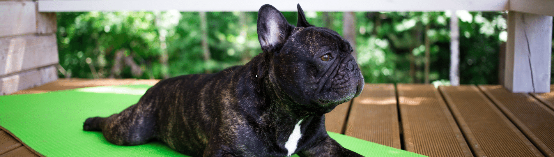 Black French Bulldog stretching out on a green yoga mat
